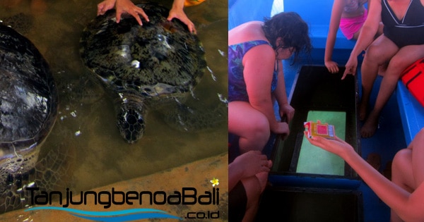 Pulau Penyu Bali